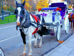 Un giro in carrozza a Central Park