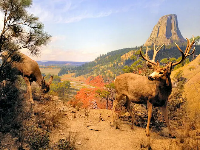 Museo Americano di Storia Naturale New York