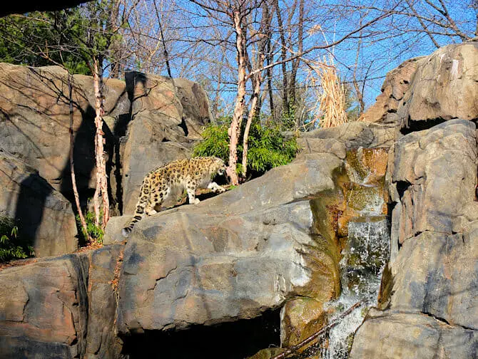 Central Park a New York - Lo zoo