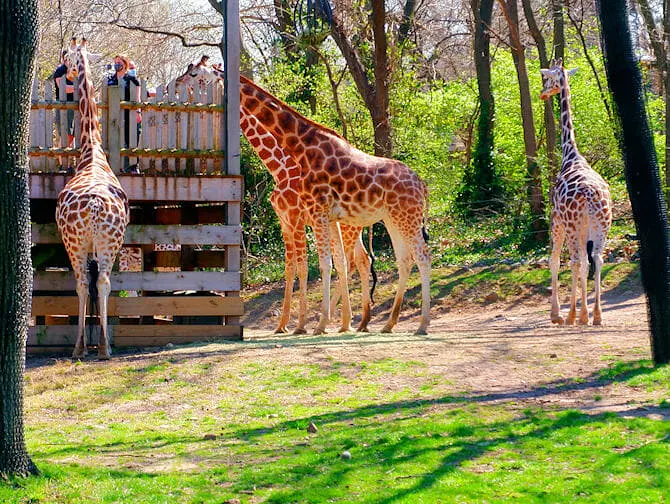 Bronx Zoo a New York - Giraffe