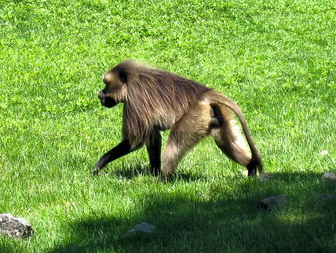 Bronx Zoo a New York - Scimmia