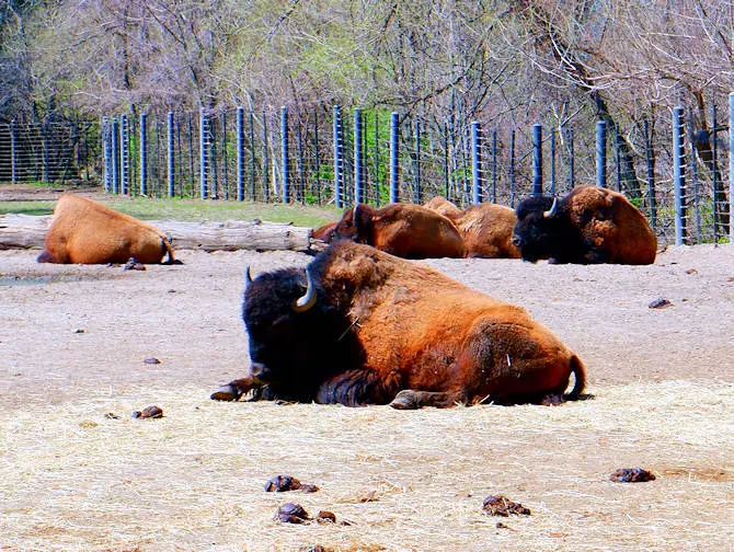 Bronx Zoo a New York - Animali che si rilassano