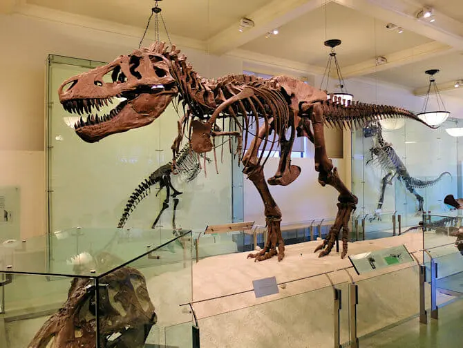 Museo americano di storia naturale a New York - Dinosauro