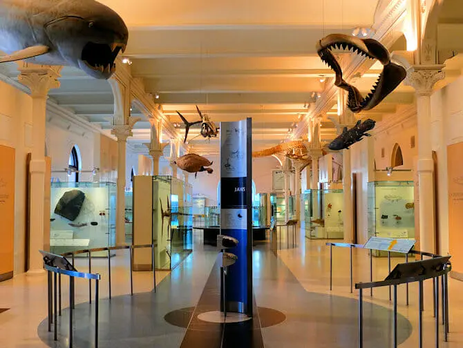 Museo americano di storia naturale a New York - Tour prima dell'apertura al pubblico