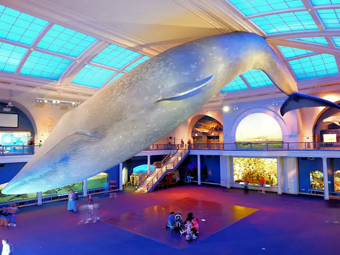 Museo americano di storia naturale a New York - Ocean Life