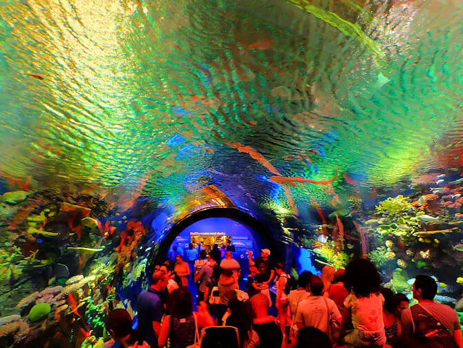 New York Aquarium - Barriera corallina