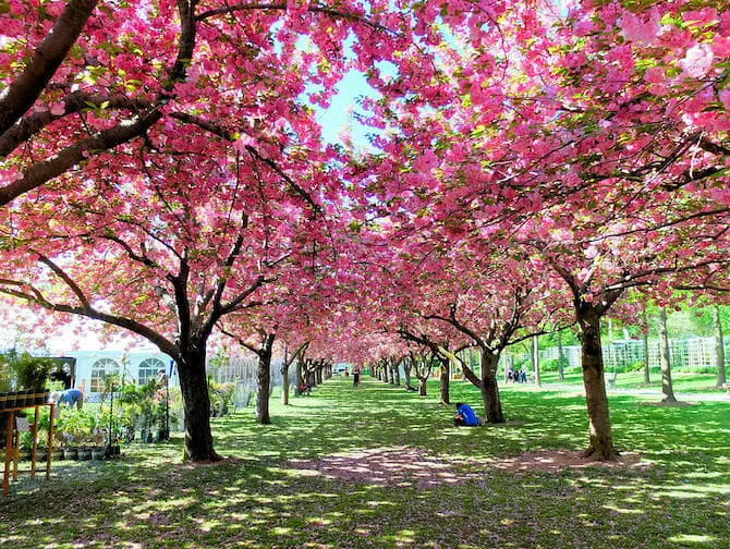 Viaggio eco-friendly a New York