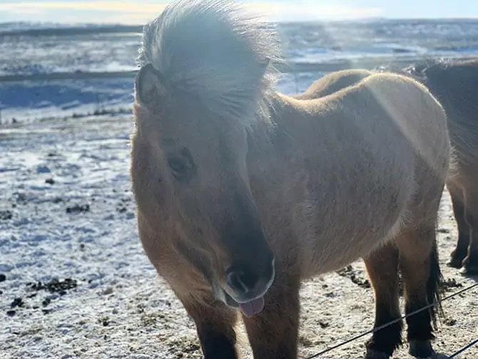 Fermata in Islanda alla volta di New York Islandpferd