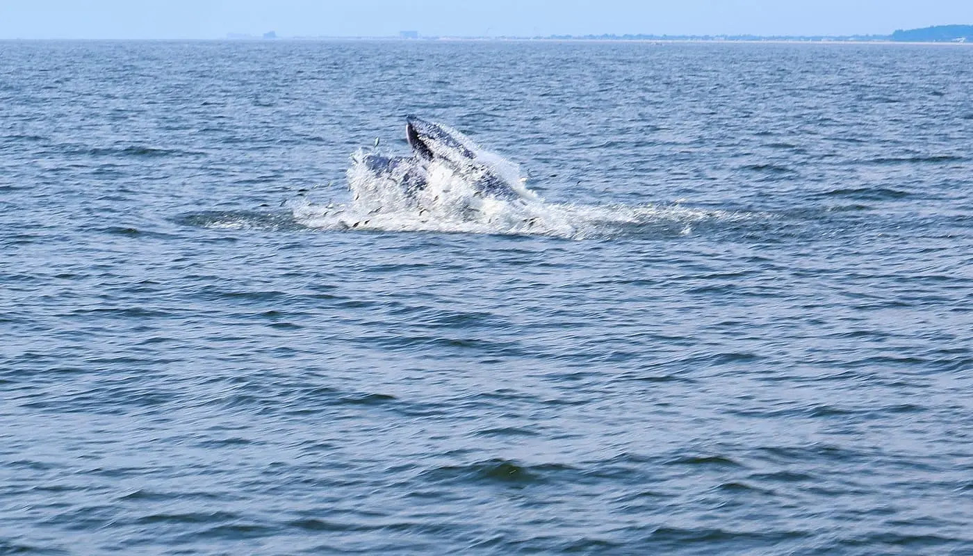 Guardare le balene a New York pesce