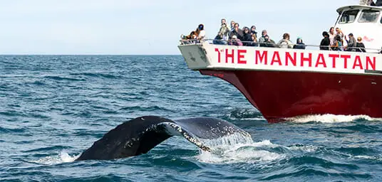 Whale watching