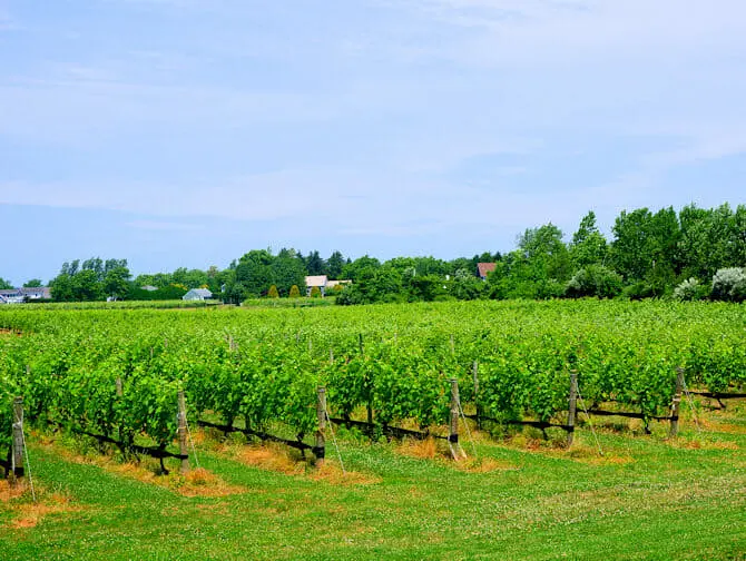 Gita agli Hamptons - Vino
