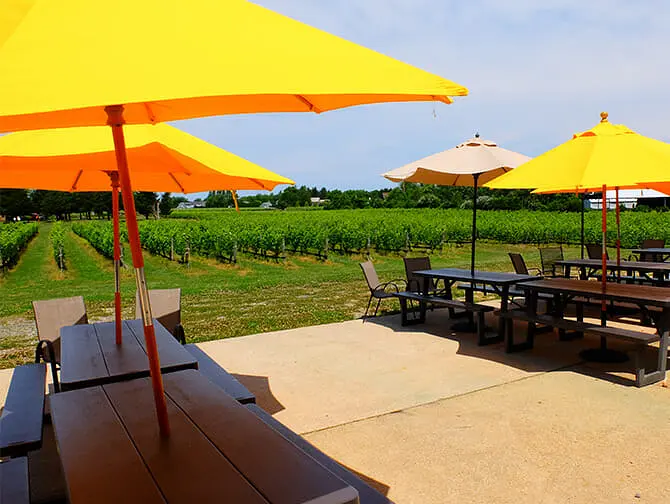 Tour di cantine con degustazione da New York - Vigna