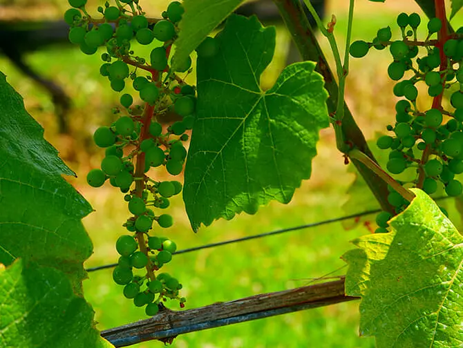 Tour di cantine con degustazione da New York